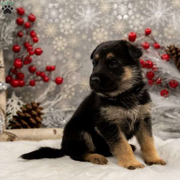Nelly, German Shepherd Puppy
